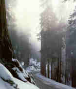 nieve_en_las_secuoyas